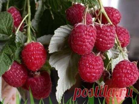 Как вырастить ремонтантную малину?

Сегодня речь пойдет о ремонтантной малине. Осенью она может дать хороший урожай, а также порадовать удивительной красотой. Кусты ярко-зеленые, ветви склоняются под тяжестью красных ягод и цветков. А если погода в августе и сентябре хорошая, без затяжных дождей и похолоданий, то урожай будет обильным. Но, как правило, чаще бывает наоборот, поэтому наша задача - чтобы малина начала плодоносить как можно раньше. Для этого нам необходимо:

1...