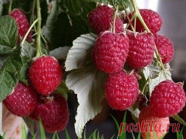 Как вырастить ремонтантную малину?

Сегодня речь пойдет о ремонтантной малине. Осенью она может дать хороший урожай, а также порадовать удивительной красотой. Кусты ярко-зеленые, ветви склоняются под тяжестью красных ягод и цветков. А если погода в августе и сентябре хорошая, без затяжных дождей и похолоданий, то урожай будет обильным. Но, как правило, чаще бывает наоборот, поэтому наша задача - чтобы малина начала плодоносить как можно раньше. Для этого нам необходимо:

1...