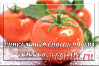 Редкий способ посева томатов… под зиму Опытным овощеводам иногда приходилось наблюдать, как на грядках всходит томатное растение, и при этом его никто не сеял, но в прошлом, или даже позапрошлом году там росли томаты. Это говорит о том, что томатное семя может перезимовать, прорасти и дать урожай. На этом основан и предлагаемый метод. Высевание рассады в доме влечёт за собой ряд трудностей: посевных площадей мало (подоконники узкие); ранний посев требует дополнительного по...