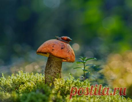 35PHOTO - Александр Гвоздь - У леса на опушке