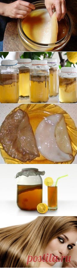 Чайный гриб (домашний) – полезные свойства и применение чайного гриба, польза и вред, как вырастить чайный гриб и как ухаживать? Лечение чайным грибом