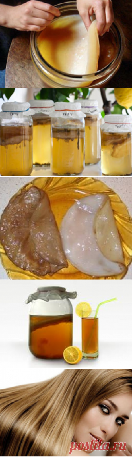 Чайный гриб (домашний) – полезные свойства и применение чайного гриба, польза и вред, как вырастить чайный гриб и как ухаживать? Лечение чайным грибом