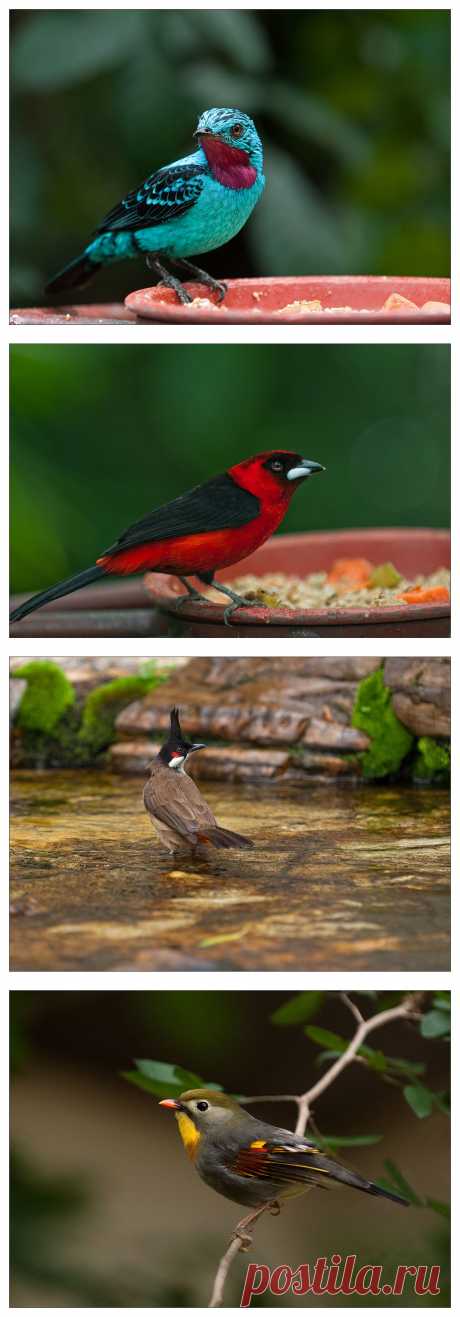 35PHOTO - VladimirD - А за ней воробушек прыг-прыг-прыг-прыг...