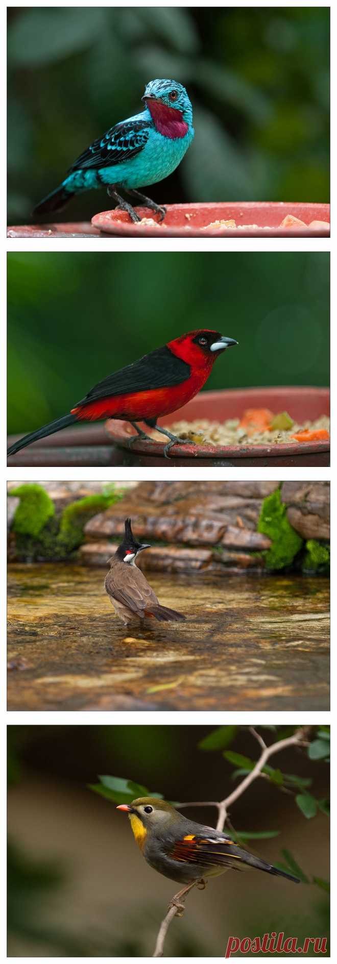 35PHOTO - VladimirD - А за ней воробушек прыг-прыг-прыг-прыг...