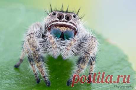 Phidippus mimicus Explore Colin Hutton Photography's photos on Flickr. Colin Hutton Photography has uploaded 1007 photos to Flickr.