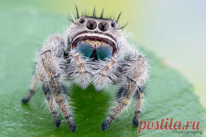 Phidippus mimicus Explore Colin Hutton Photography's photos on Flickr. Colin Hutton Photography has uploaded 1007 photos to Flickr.
