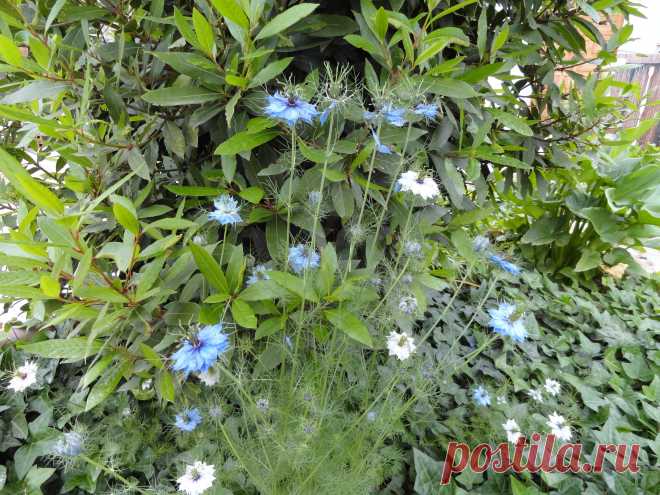 а на берегу попались вот такие цветочки у лаврового куста!