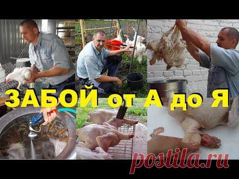 Забой бройлера от А до Я. Всё о забое, временные паузы, важные мелочи, 