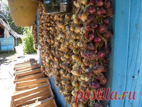 так сушится лук