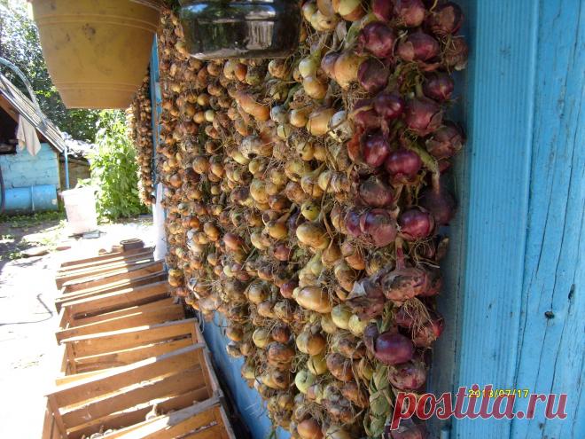 так сушится лук