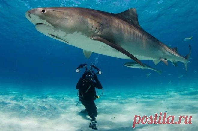 Девушка выжила в схватке с тигровой акулой у берегов Новой Каледонии | В мире