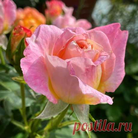 Всё начuнаеmся с mебя:
Рассвеm u день, улыбка, мыслu,
Мелодuя, рuсунок дня... —
Всё mолько оm mебя завuсum.

Показать полностью...
