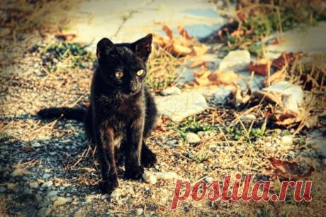 Когда незваные гости к добру? Приметы о прибившихся к дому кошках