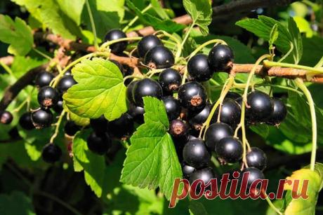 Саженцы смородины за три месяца – время заготавливать черенки — Копилочка полезных советов