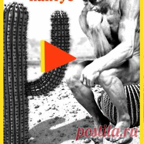 И КАКТУС ТУДА ЖЕ...ЗАДУМАЛСЯ (акустическая гитара)

THOUGHTFUL CACTUS (ЗАДУМЧИВЫЙ КАКТУС) by fedorshum | fedorshum  | Free Listening on SoundCloud