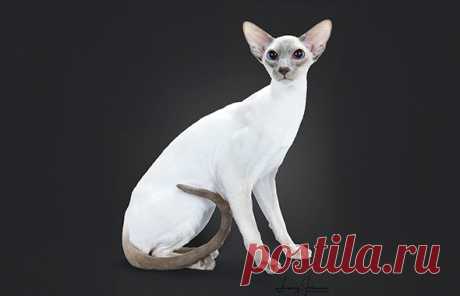 Siamese - The Cat Fanciers' Association