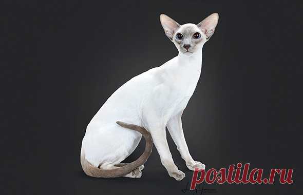 Siamese - The Cat Fanciers' Association