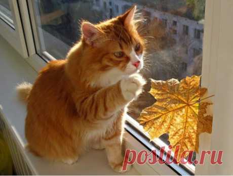 Осень на окне)))