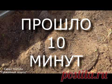 СУПЕР СРЕДСТВО ОТ ВСЕХ ВИДОВ МУРАВЬЕВ!МУРАВЬИ ПОКИНУТ ВАШ УЧАСТОК НАВСЕГДА!