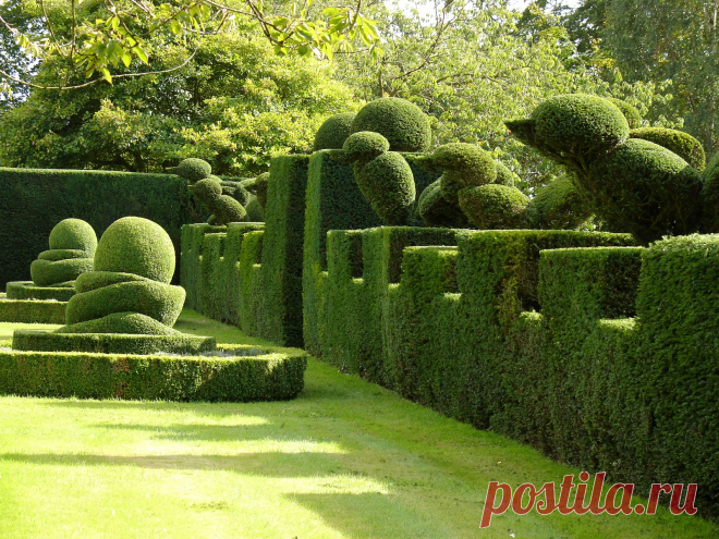 Top Topiary.