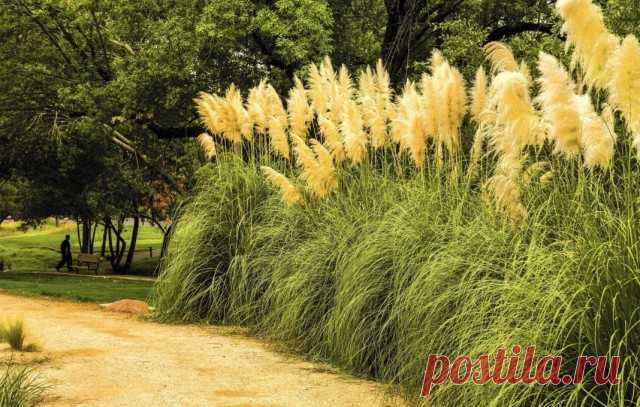 Пампасная трава, или Кортадерия Селло, или Кортадерия двудомная (Cortaderia selloana).
