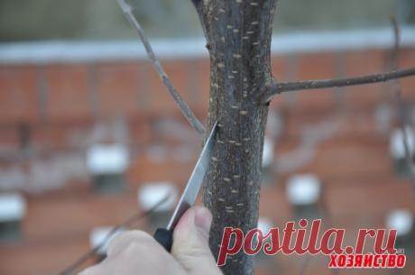 Бороздование коры увеличит урожай