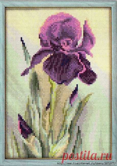 цитата valia_by : В/К. ИРИС (07:15 13-11-2015) [4426181/376661836] - nimfa58@mail.ru - Почта Mail.Ru