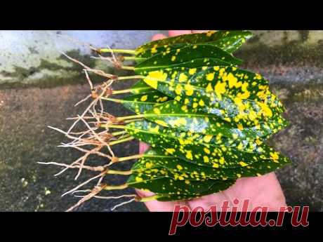 Как сделать листья корнями | Размножение садового кротона листьями