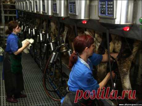 ДОЙКА КОРОВ