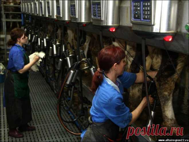 ДОЙКА КОРОВ