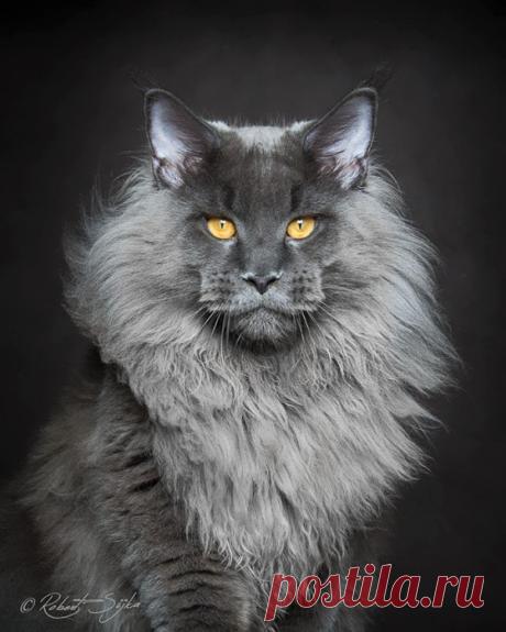 Ах, как много на свете кошек...