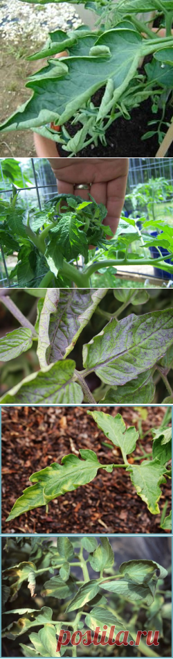 Почему скручиваются листья у помидор в теплице, отчего закручиваются, сворачиваются листья у томатов »