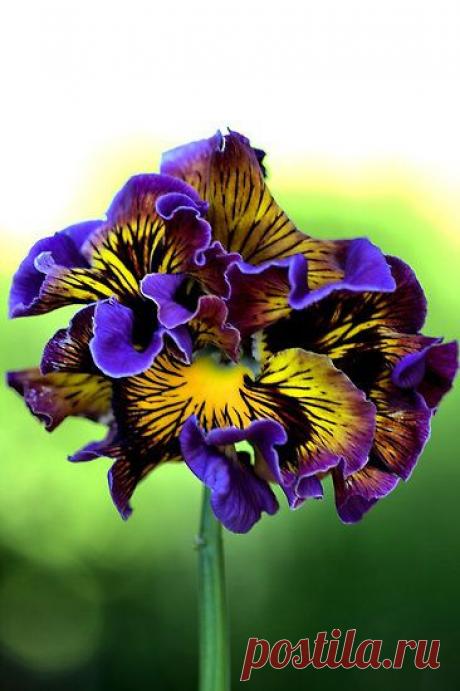 Найдено на сайте redbubble.com.