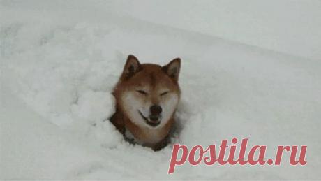 Чертовски милые гифки с собаками, которые очень любят снег Зима — невероятно красивое время года, которое, несмотря на холода, дарит нам множество положительных впечатлений. И не только нам!
К примеру, герои нашего обзора просто в восторге от белого, пушистого снега и не сдерживают своей радости. А наблюдая за ними, вы сами обязательно улыбнетесь. Мы вам г