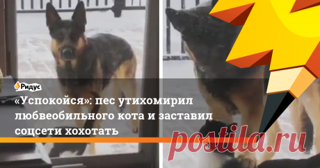 «Успокойся»: пес утихомирил любвеобильного кота и заставил соцсети хохотать Судя по этим кадрам, кот любит овчарку гораздо сильнее, чем она его.