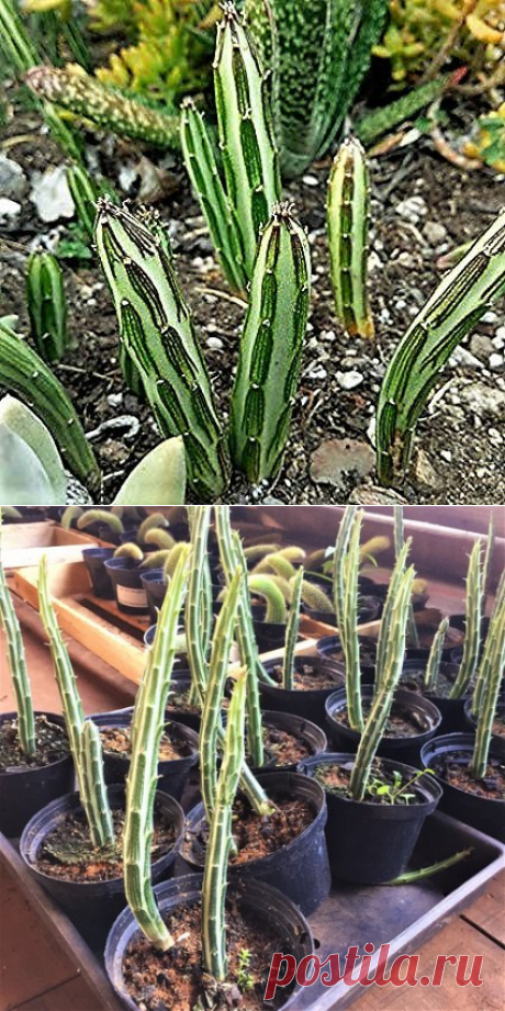 Planta-Picles - Suculenta - Jardim Exótico - O maior portal de mudas do Brasil.