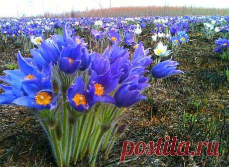 Роскошные сибирские подснежники!
(8 фото)