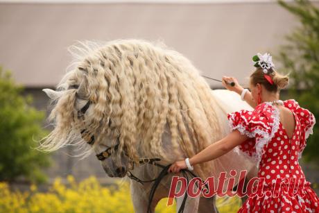 @Armas Avellano PRE « Heart of a Horse