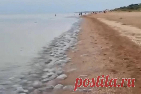 Пляжи Азовского моря заняли тысячи огромных медуз - последние новости России