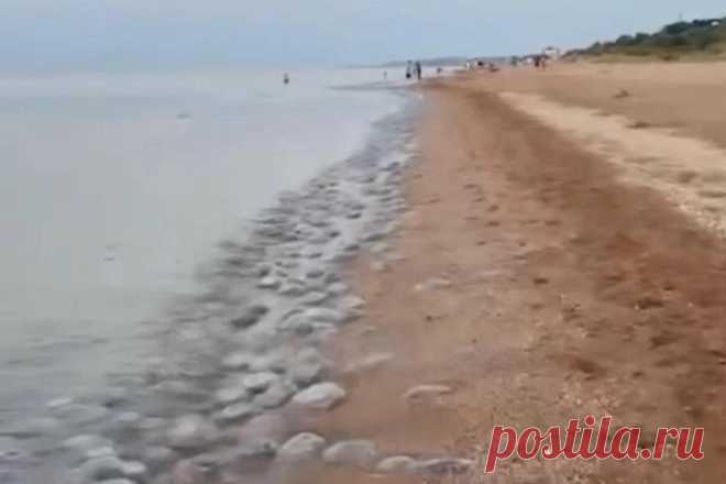 Пляжи Азовского моря заняли тысячи огромных медуз - последние новости России