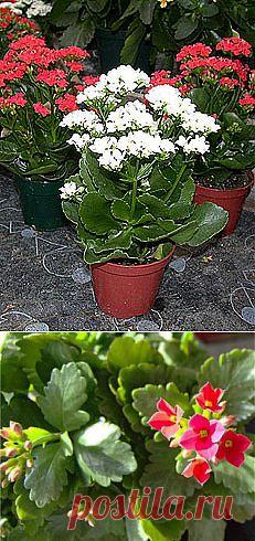 Цветок каланхоэ Каландива, Блоссфельда. Уход за каланхоэ, лечение, сок, виды, свойства. Цветущий каланхое: как купить, как ухаживать