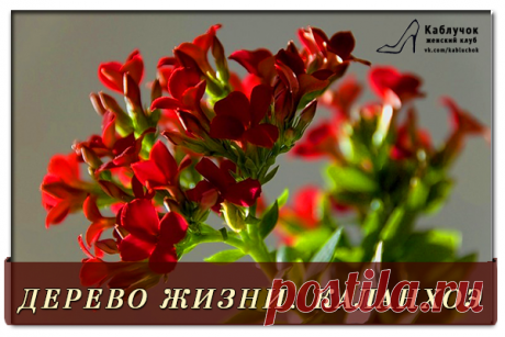Каланхоэ