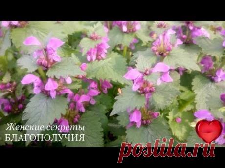 АПРЕЛЯ НЕЖНЫЕ ПРИКОСНОВЕНИЯ. НАСЫЩАЕМСЯ ЭНЕРГИЕЙ ЖИЗНИ - YouTube