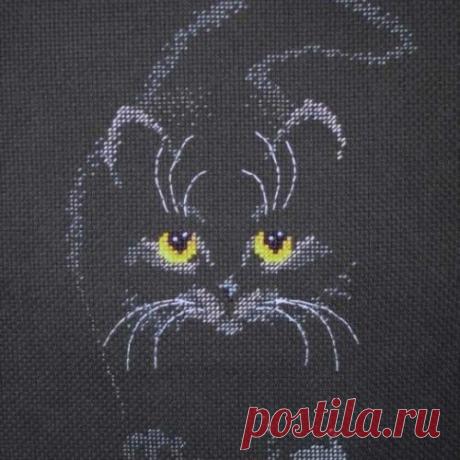 черный кот