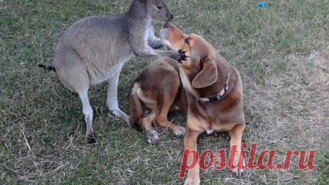 Серая кенгуру из зоопарка в Орландо влюбилась в собаку | Уши, лапы, хвост