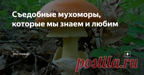 Съедобные мухоморы, которые мы знаем и любим По-настоящему ценные русские мухоморы растут на Кавказе, в Крыму, на Дальнем Востоке. Но и в лесах центральной России найдется место празднику...