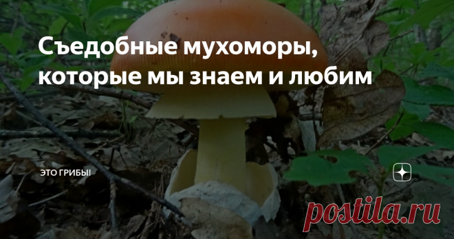 Съедобные мухоморы, которые мы знаем и любим По-настоящему ценные русские мухоморы растут на Кавказе, в Крыму, на Дальнем Востоке. Но и в лесах центральной России найдется место празднику...