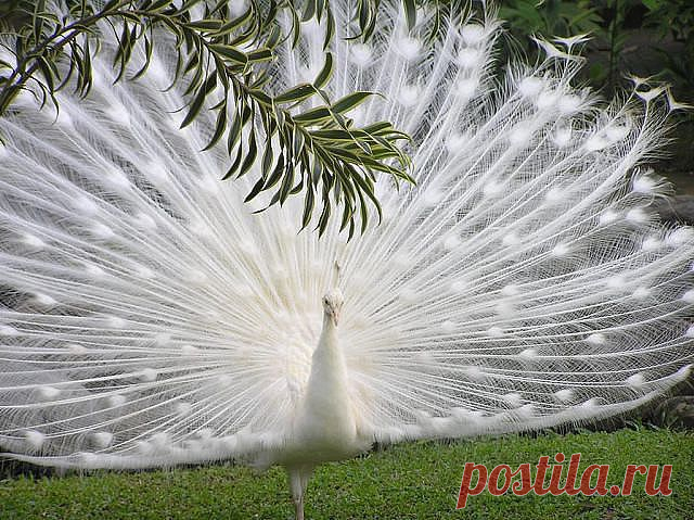 (45) Одноклассники