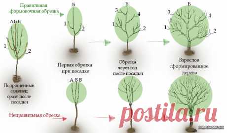 обрезка липы весной схема: 9 тыс изображений найдено в Яндекс.Картинках