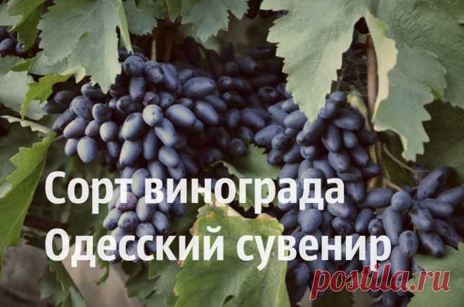 Виноград Сувенир черный или Одесский сувенир: описание сорта, фото и отзывы Миллион советов на все случаи жизни!